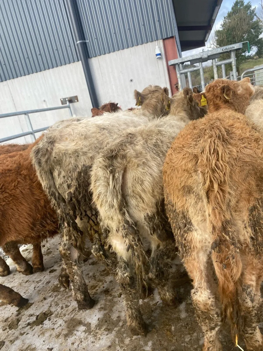 20 super charlaois and limousine heifer weanlings - Image 2