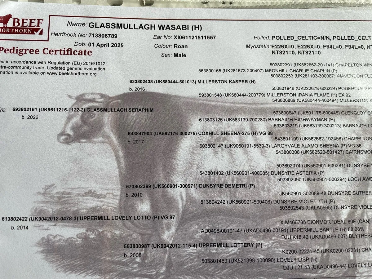 Pedigree beef shorthorn bull - Image 3