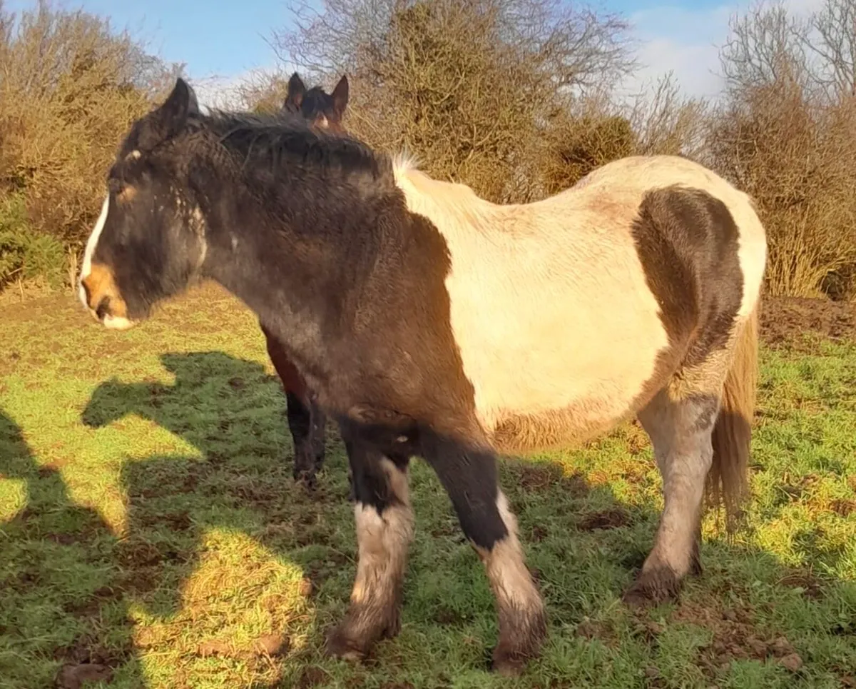 **3 Year Old Gelding – Very Quiet** - Image 1