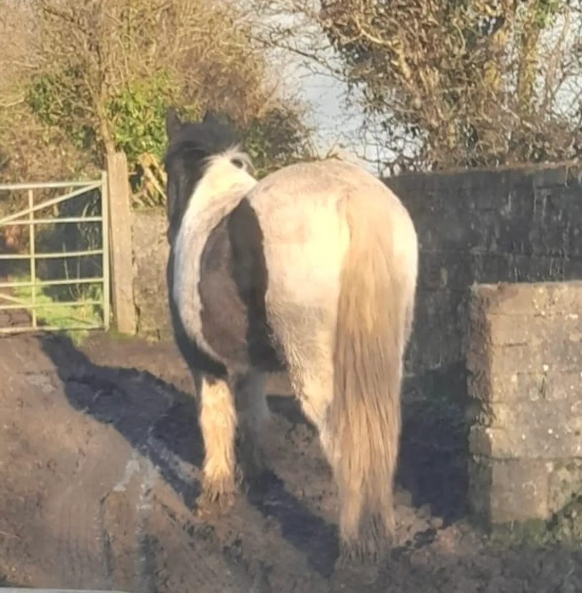 **3 Year Old Gelding – Very Quiet** - Image 4