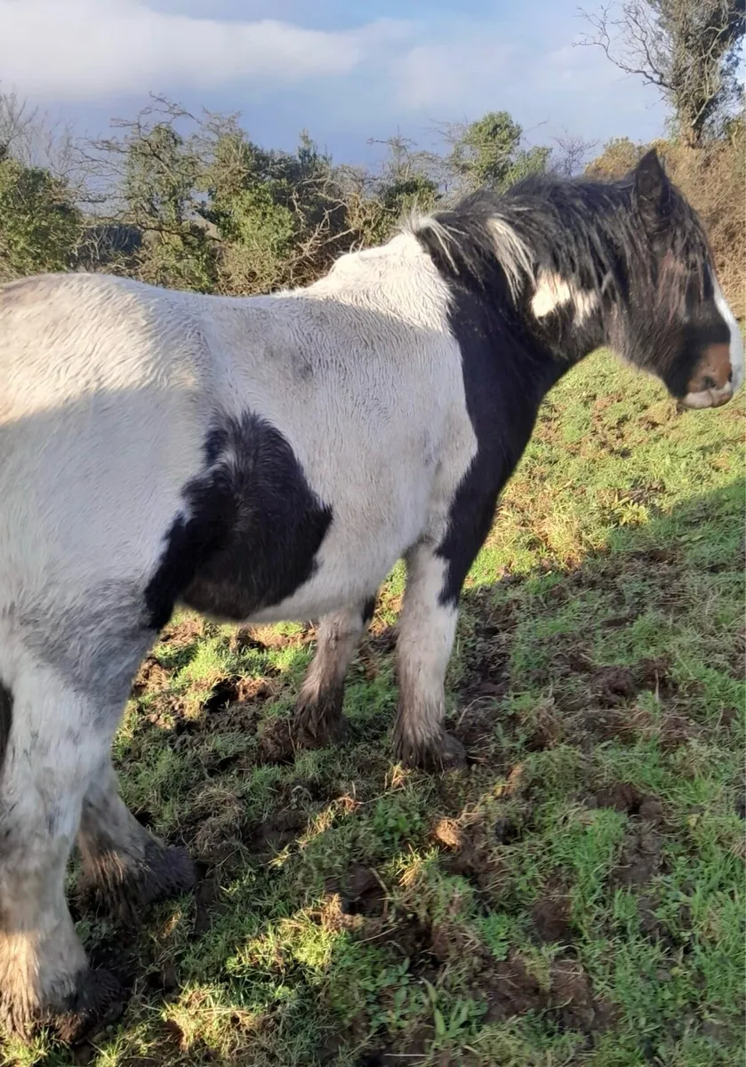 **3 Year Old Gelding – Very Quiet** - Image 2