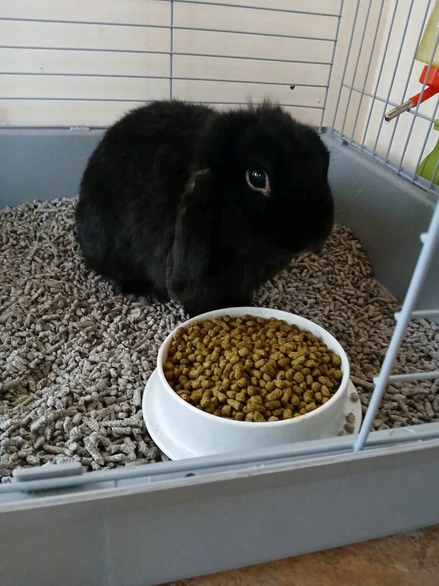 Bunny and cage - Image 1