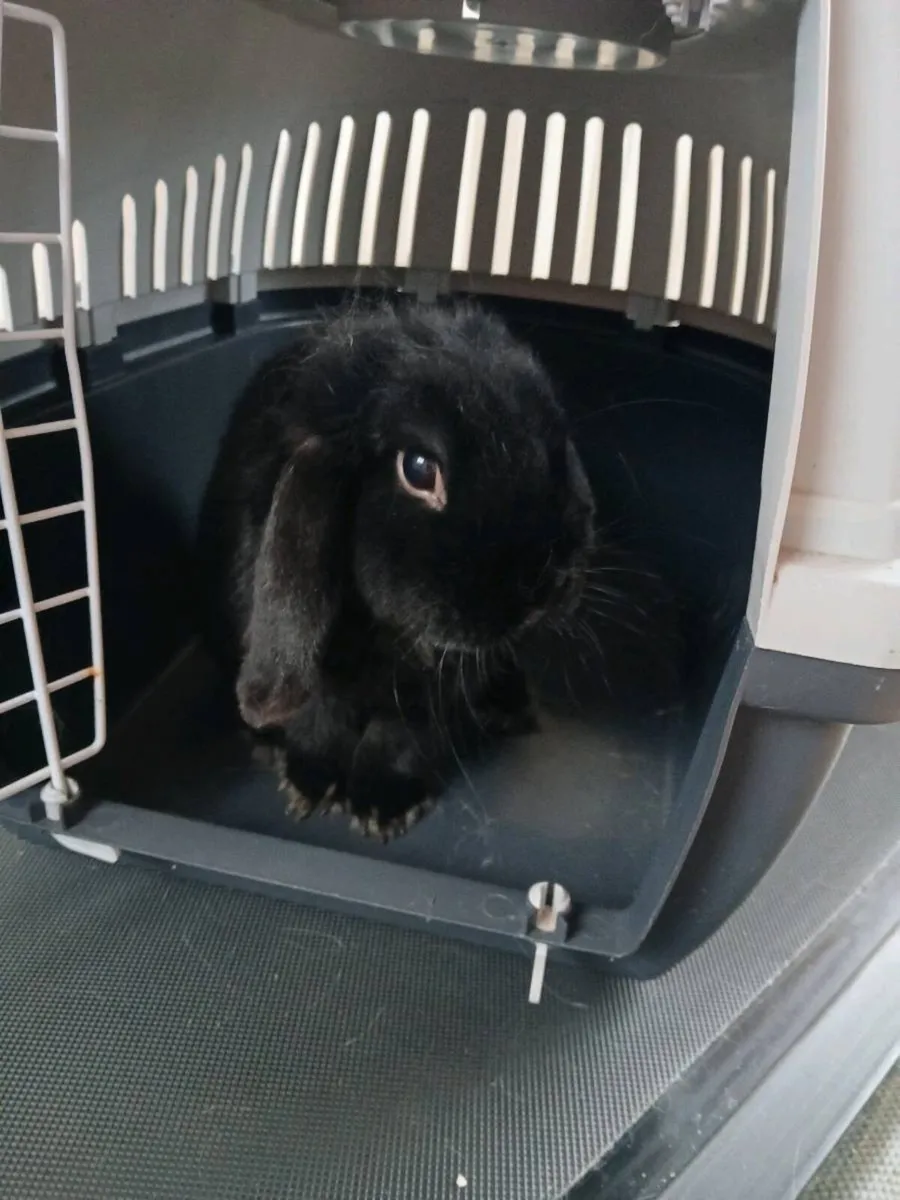 Bunny and cage - Image 2