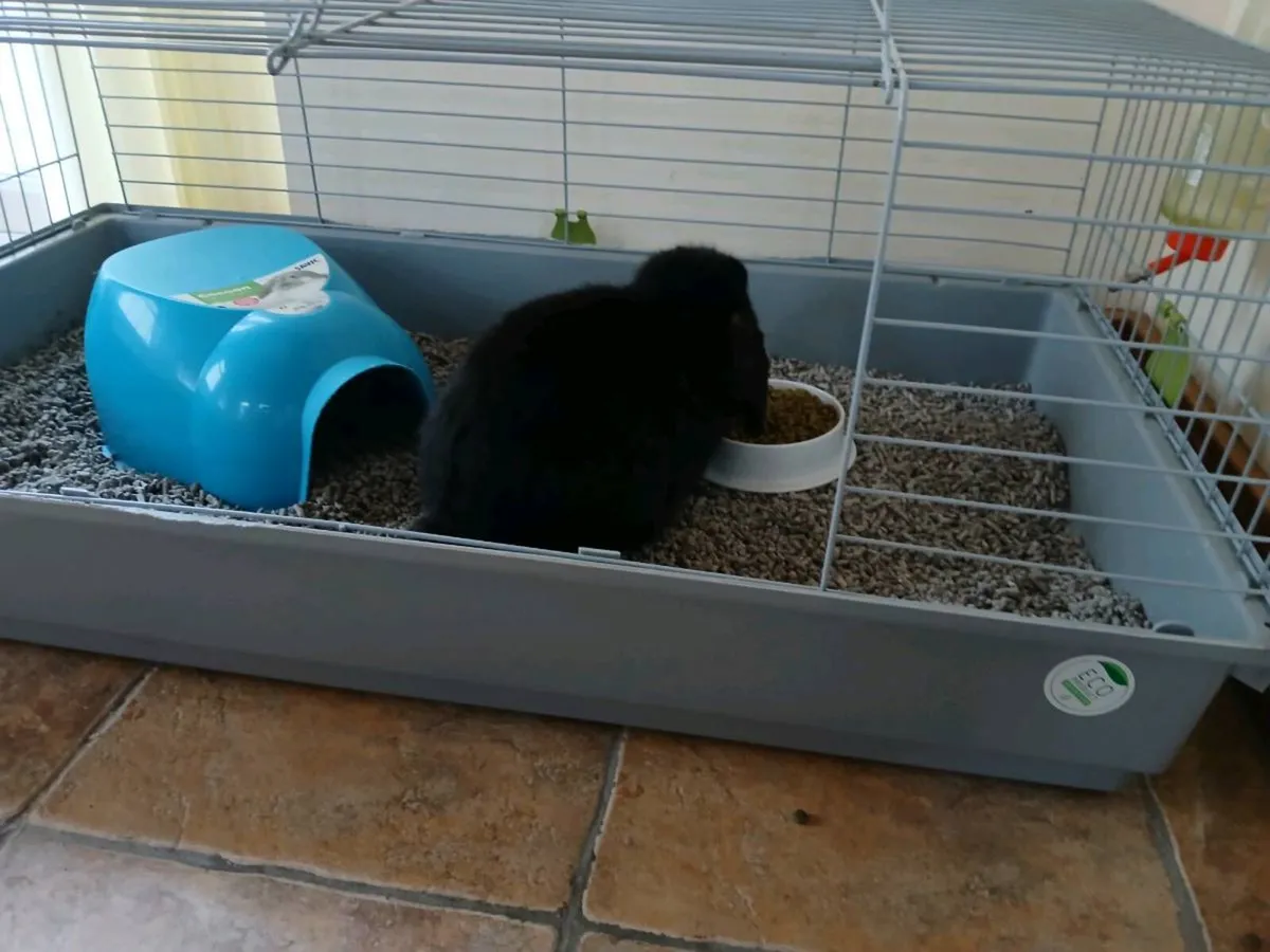 Bunny and cage - Image 4