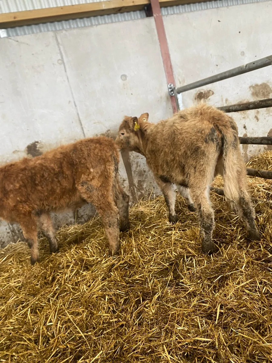 2 charlaois heifer weanlings @€865 - Image 2