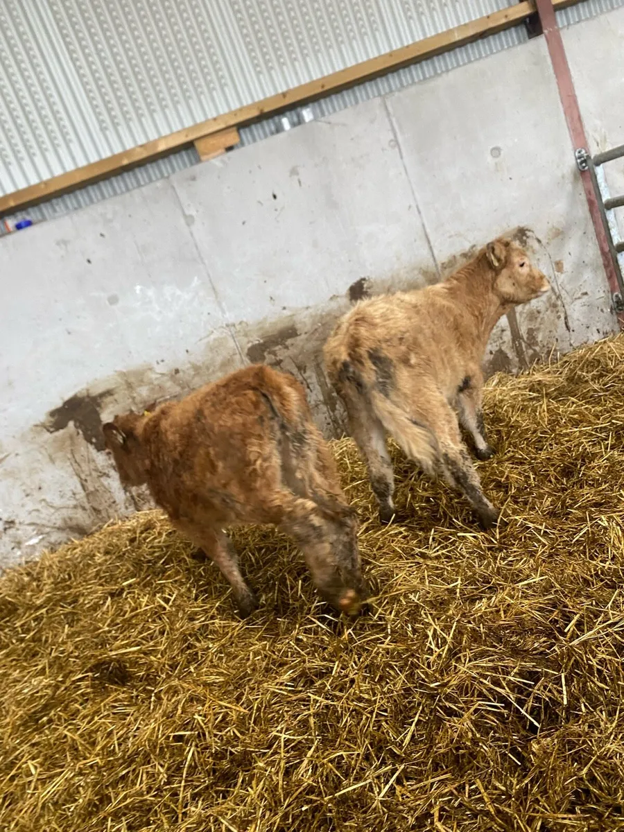 2 charlaois heifer weanlings @€865 - Image 3