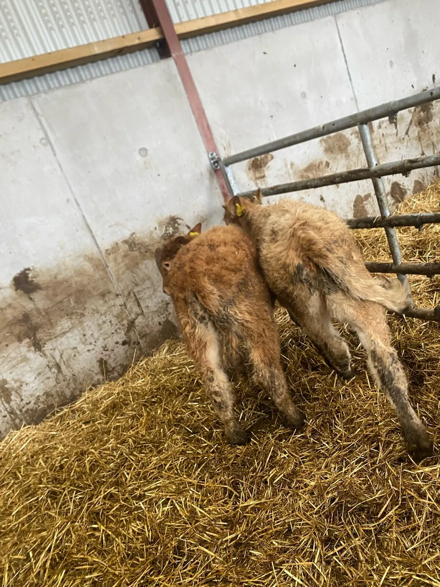 2 charlaois heifer weanlings @€865 - Image 4