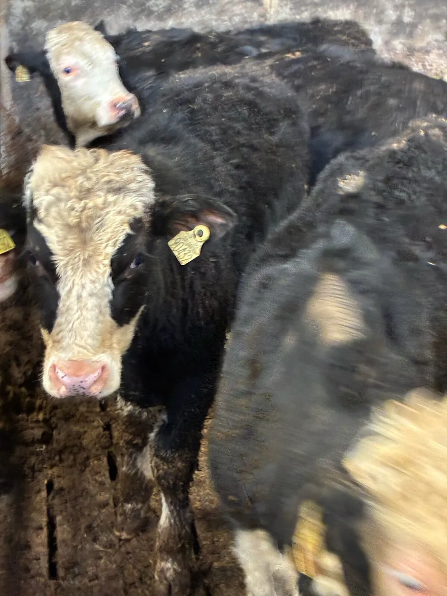 9 SUPER QUALITY HEX BULLOCK WEANLINGS 320/330KG - Image 1