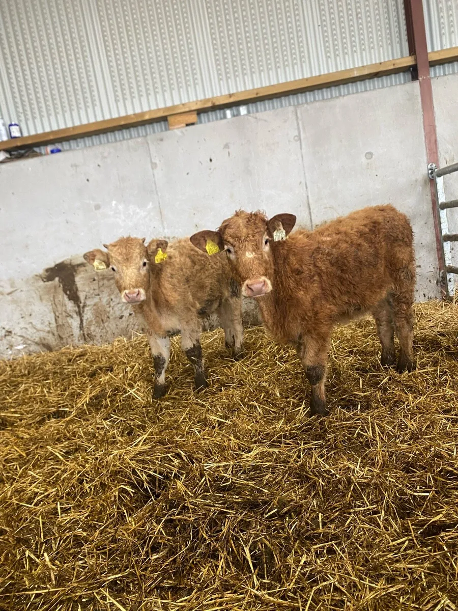 2 charlaois heifer weanlings @€865 - Image 1