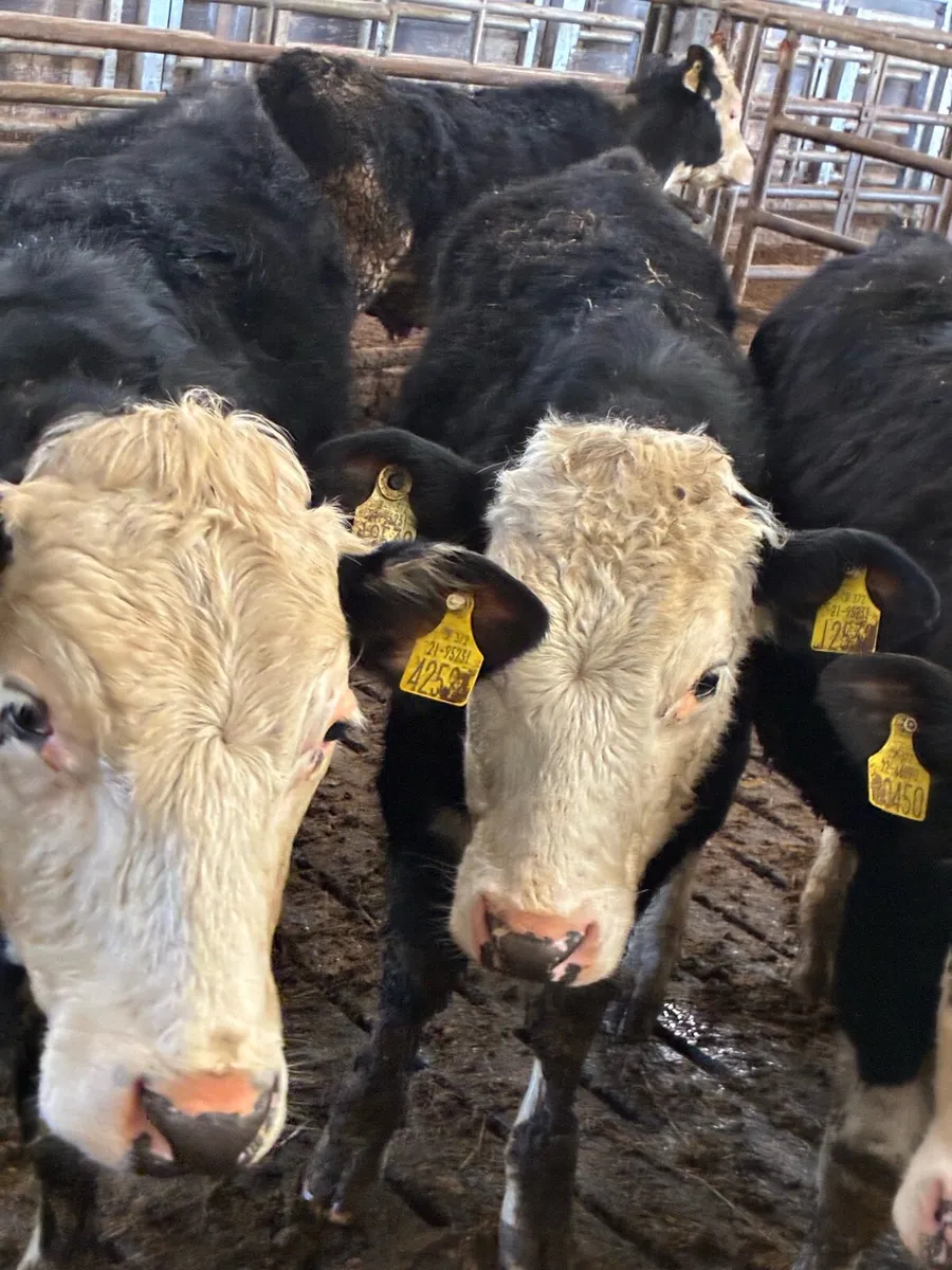 20 SUPER QUALITY HEX BULLOCK WEANLINGS 320/330KG - Image 2