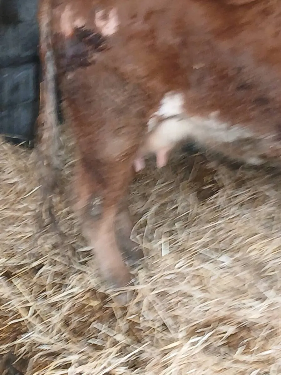 Foster cow - Image 4