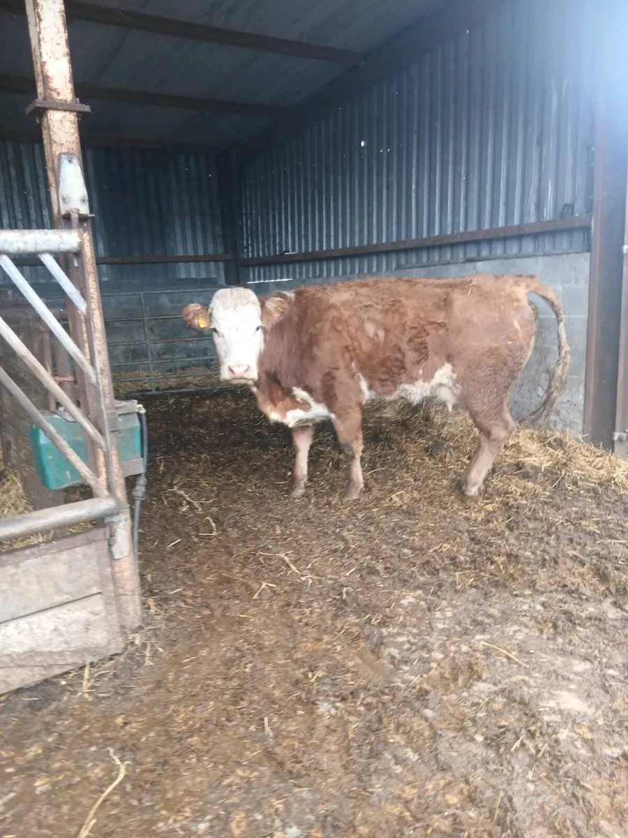 Foster cow - Image 1