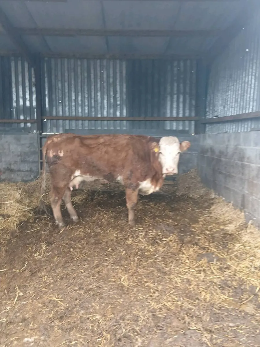 Foster cow - Image 2