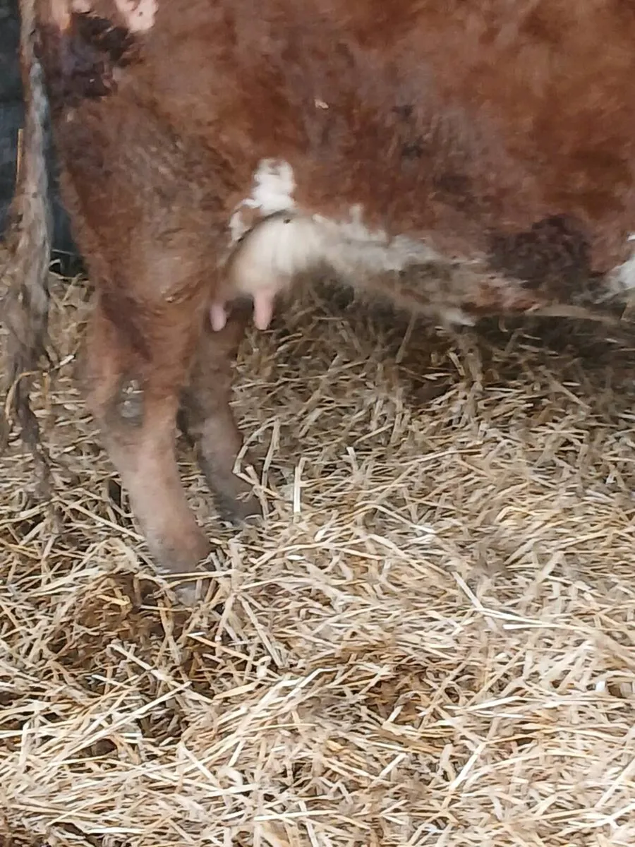 Foster cow - Image 3