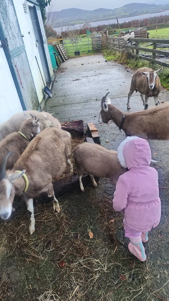 Togganburge goats and 3kids  pure Togganburge - Image 2