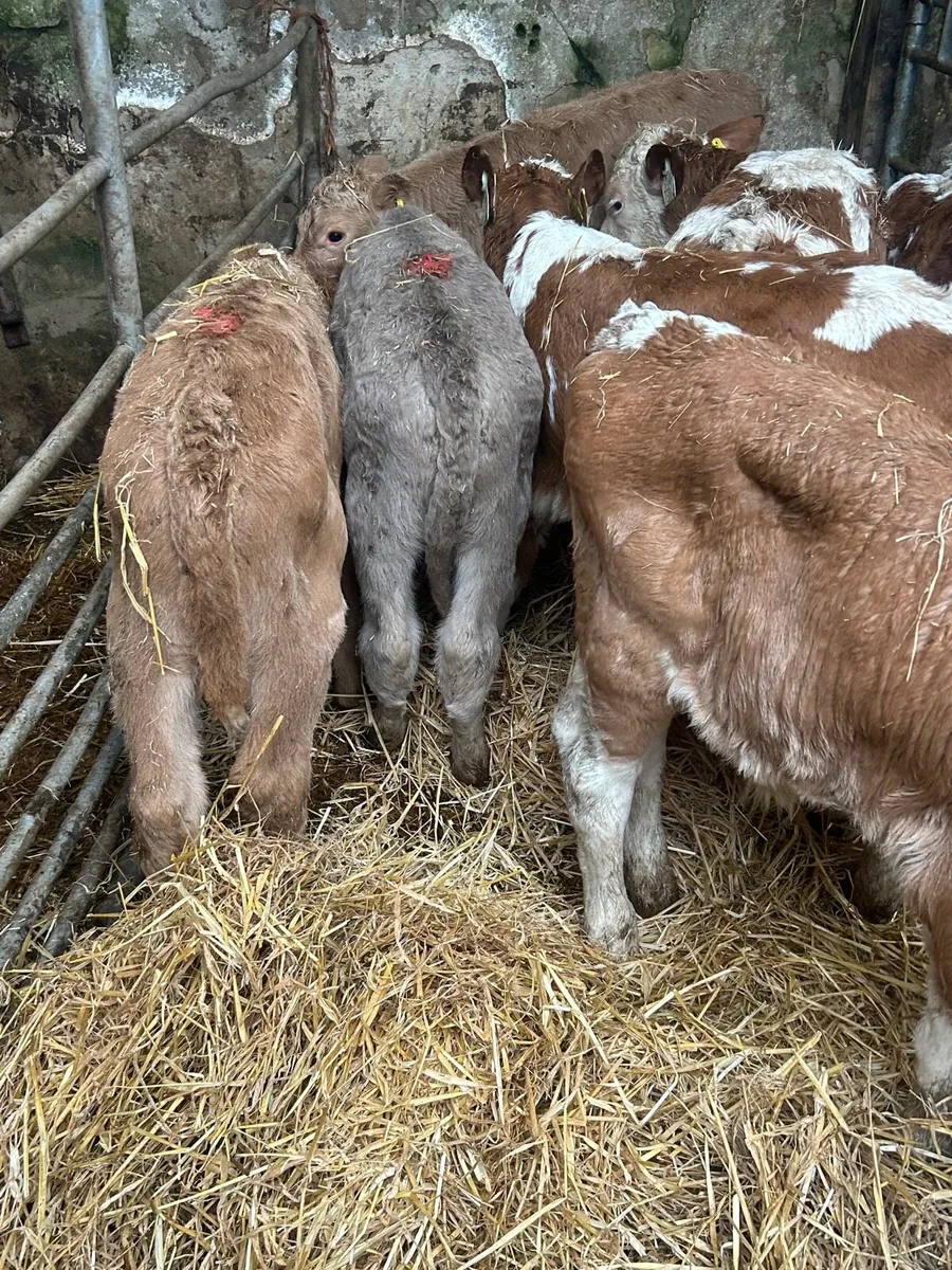 8 containent bull calves - Image 4