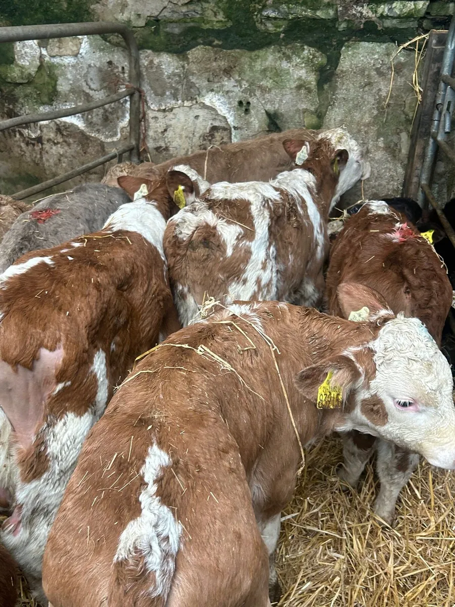 8 containent bull calves - Image 1