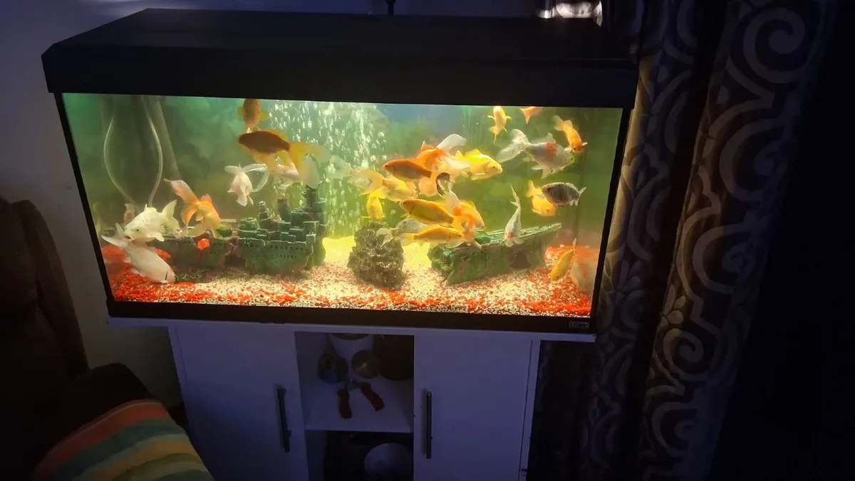 2× fishtanks forsale - Image 1