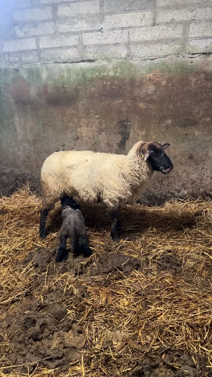 🔹hogget ewe and lamb🔹 - Image 2