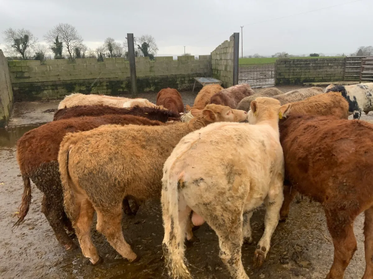 Charolais & lim bullocks - Image 3