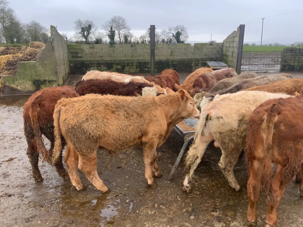 Charolais & lim bullocks - Image 2