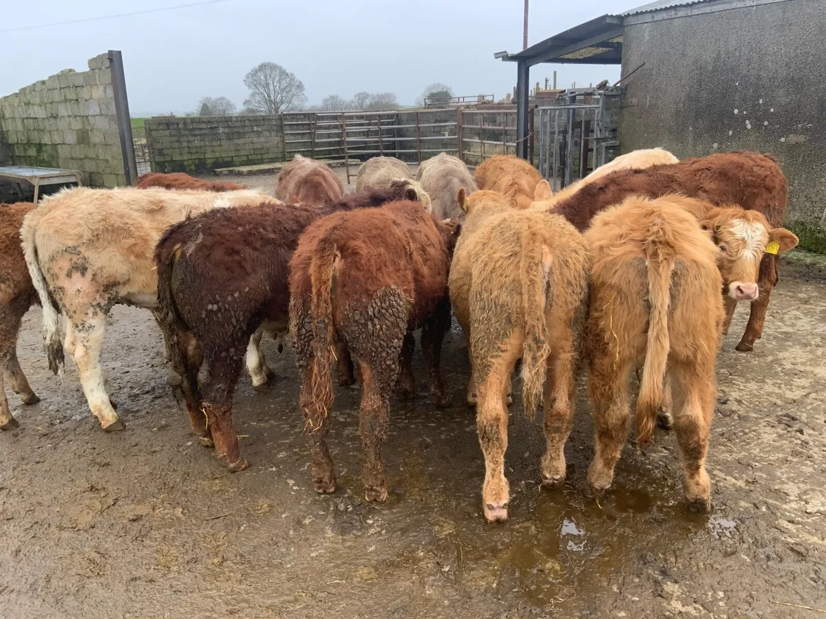 Charolais & lim bullocks - Image 1