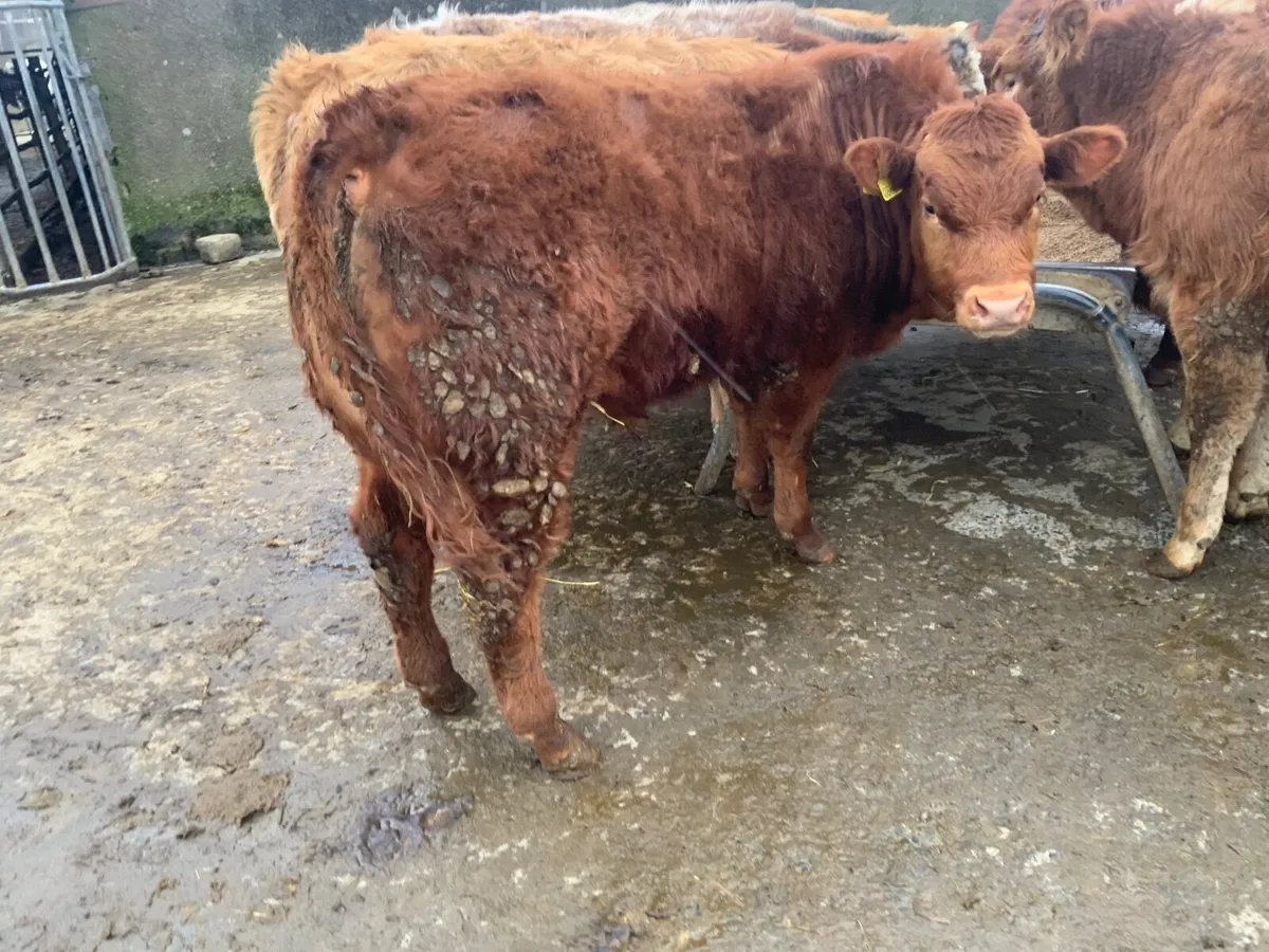 Charolais & lim bullocks - Image 4