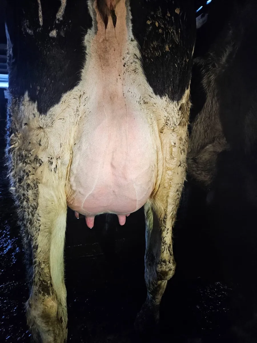 Dairy Sale - Image 1