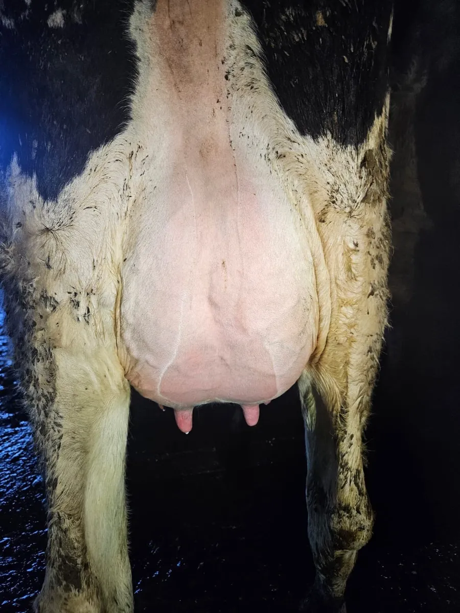 Dairy Sale - Image 2