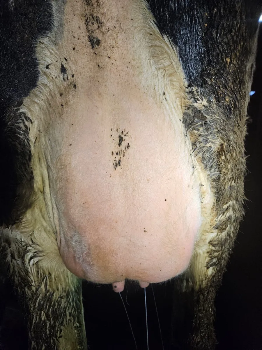 Dairy Sale - Image 3