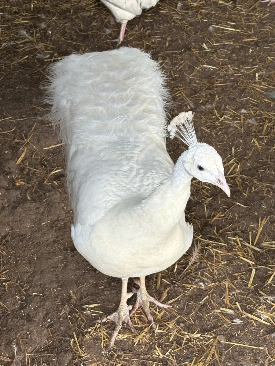 White peacock 4 ish years old - Image 1