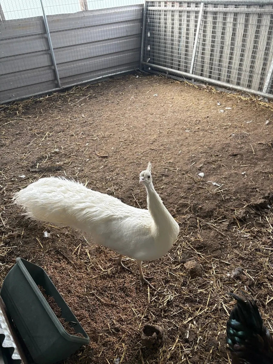 White peacock 4 ish years old - Image 2