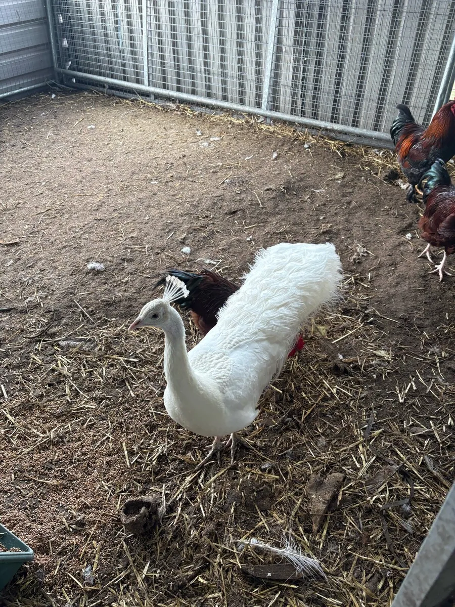White peacock 4 ish years old - Image 3