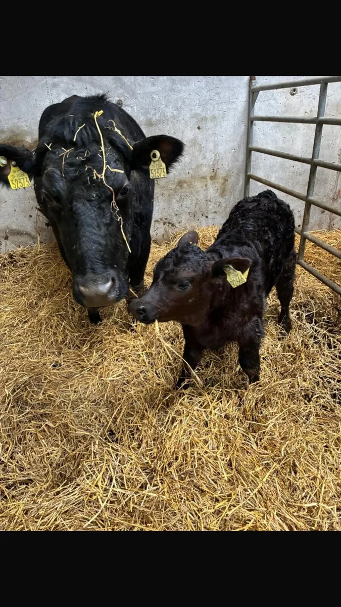 Angus cross cow with calf at foot - Image 1