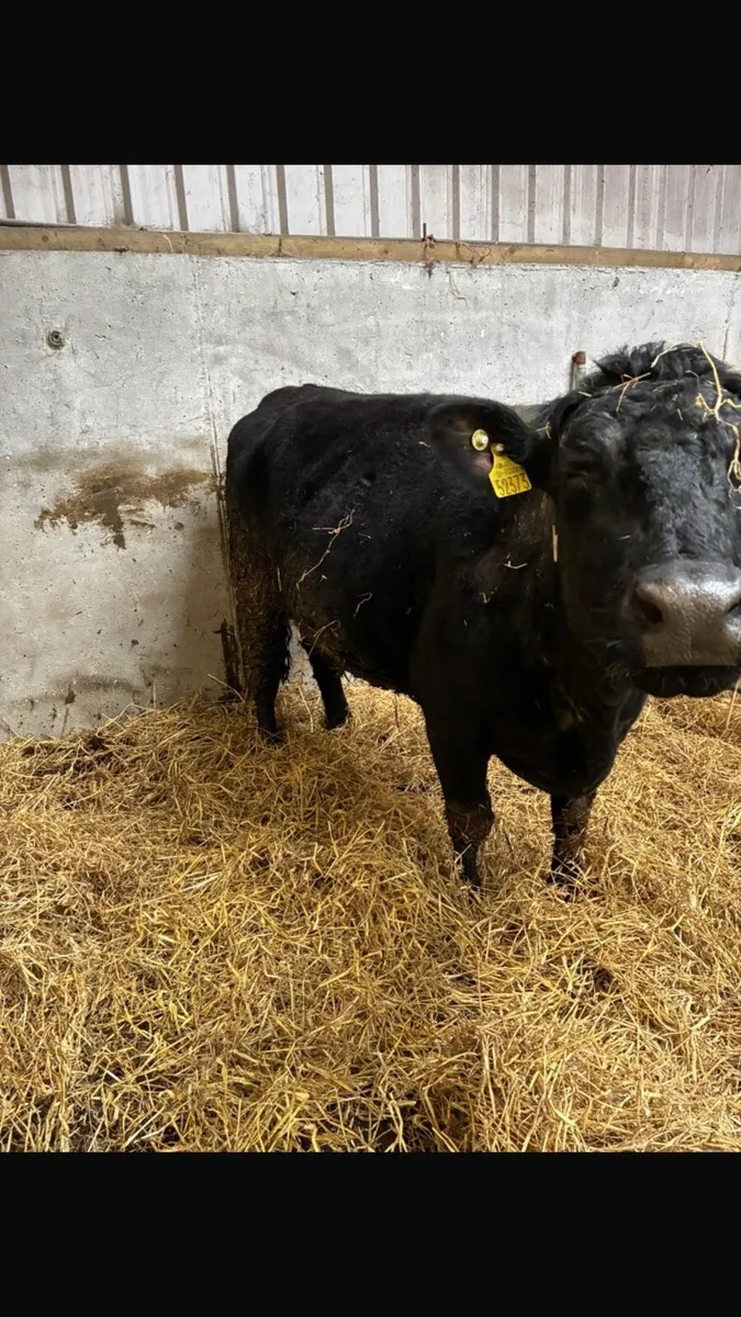 Angus cross cow with calf at foot - Image 3