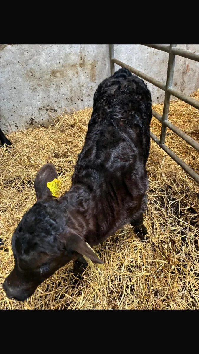 Angus cross cow with calf at foot - Image 2