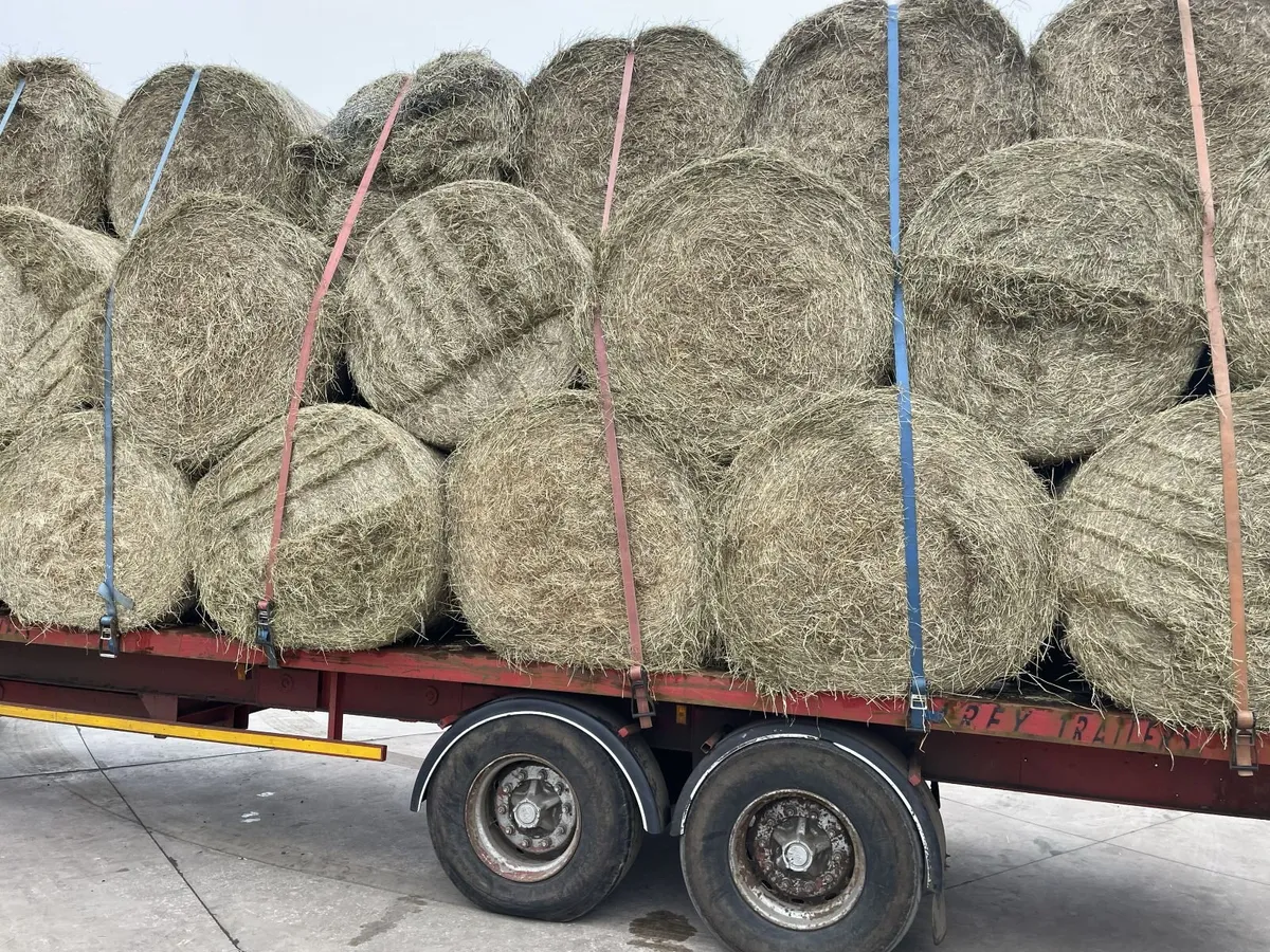 Hay - Image 3