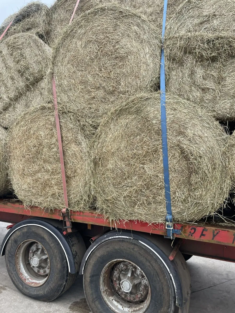 Hay - Image 1