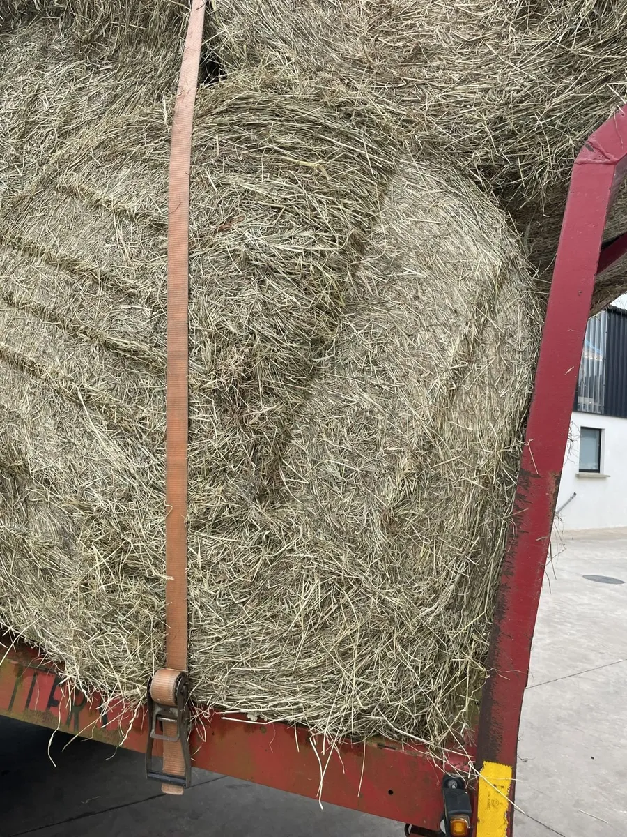 Hay - Image 4