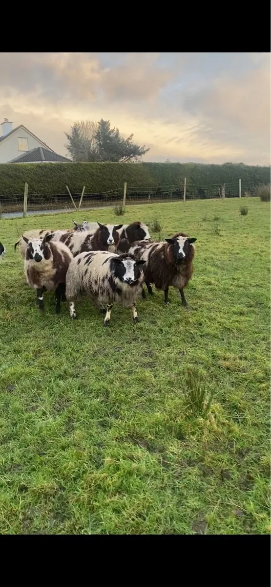 Hogget ewes