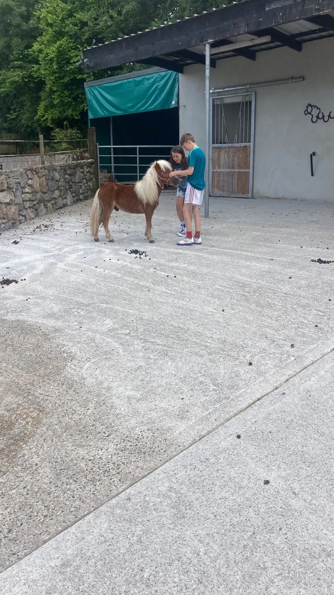 Miniature stallion - Image 2