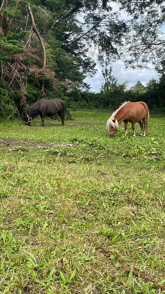 Miniature stallion - Image 3