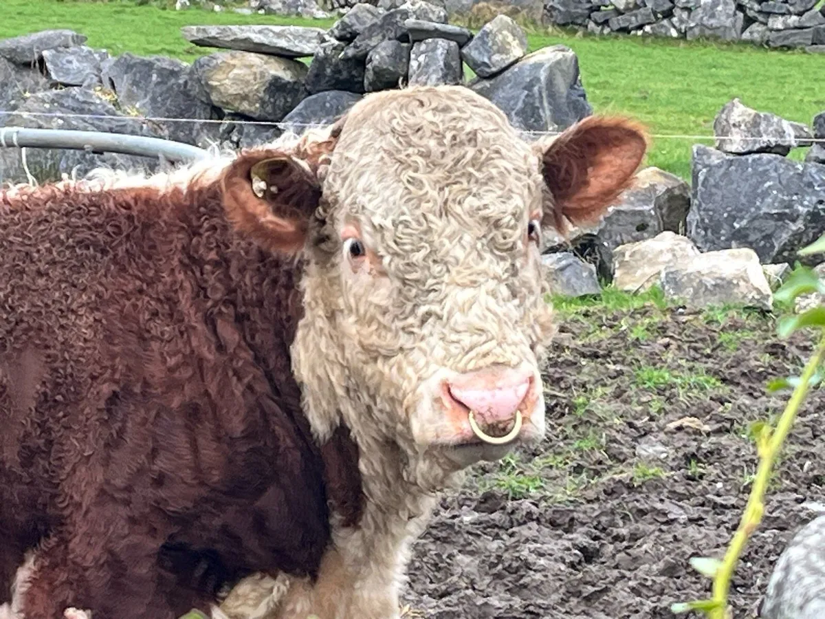 Quality Pedigree Hereford Bulls 4 & 5 Stars - Image 2