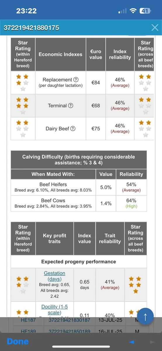 Quality Pedigree Hereford Bulls 4 & 5 Stars - Image 4