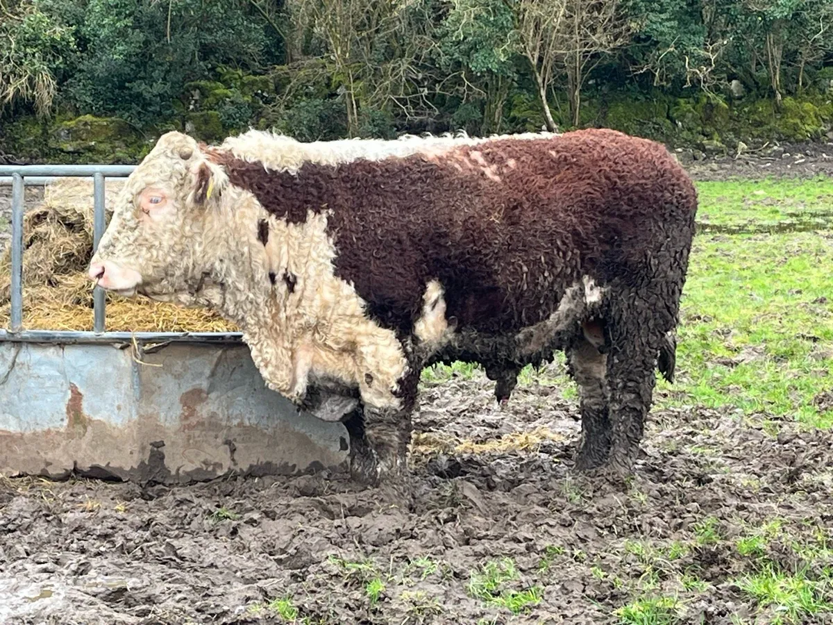 Quality Pedigree Hereford Bulls 4 & 5 Stars - Image 1