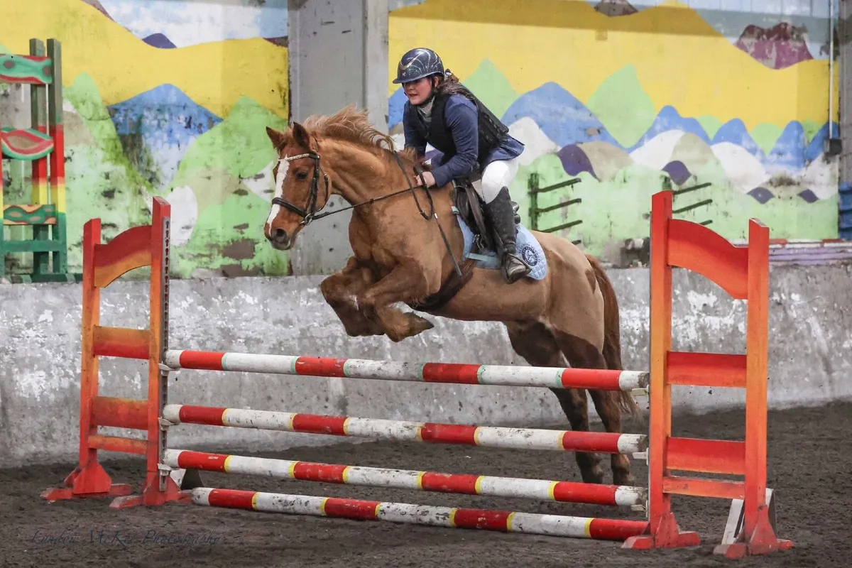 Stunning chestnut 138 schoolmaster - Image 1