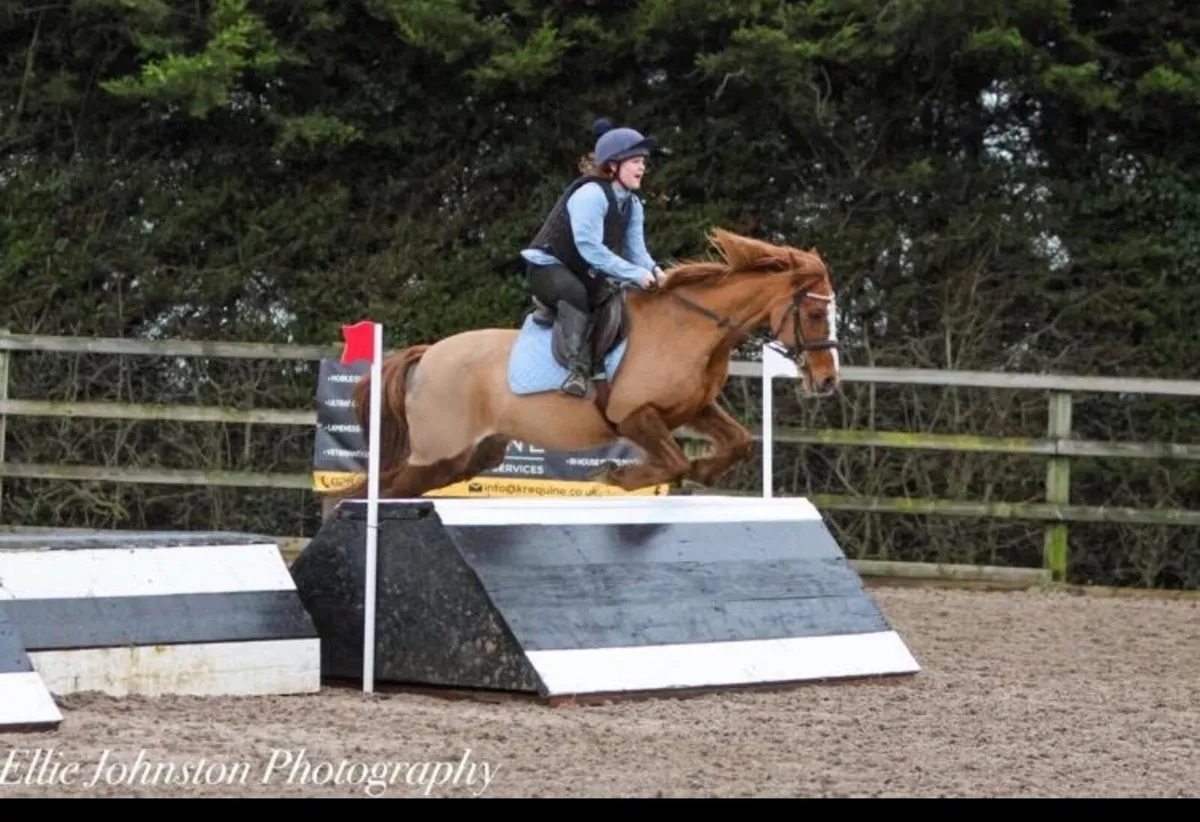 Stunning chestnut 138 schoolmaster - Image 4