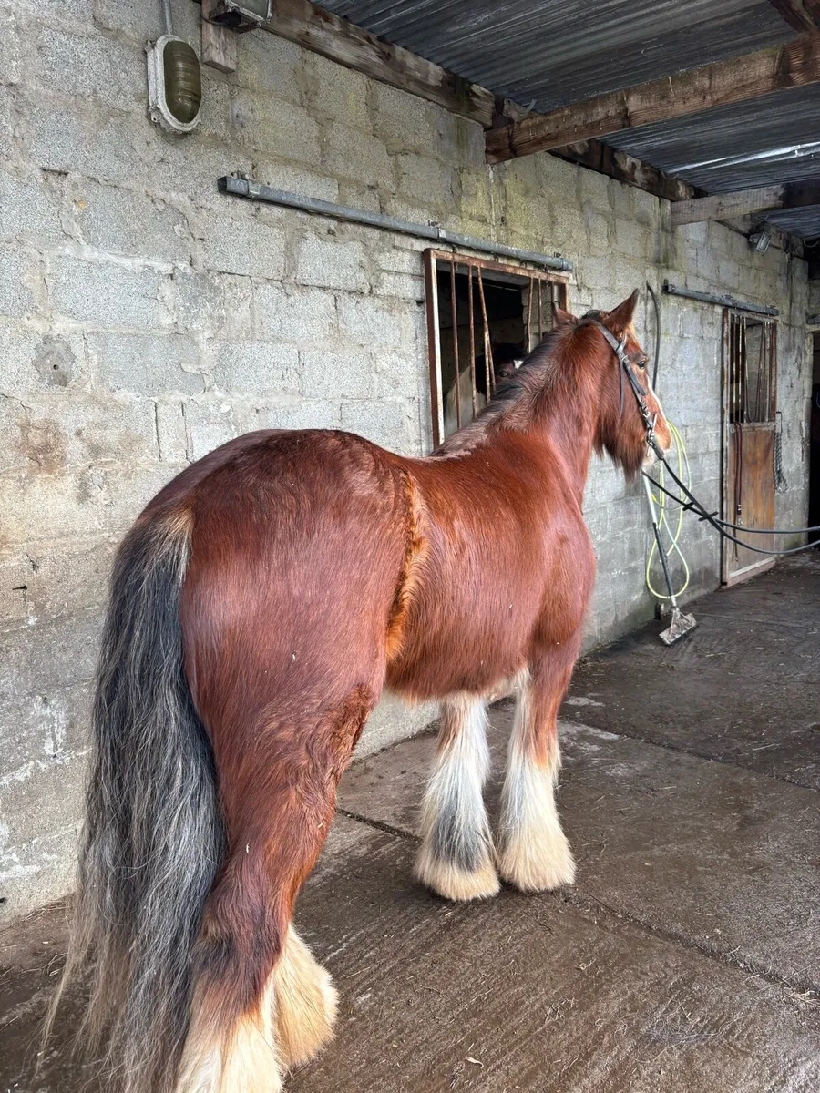 2 heavy Riding cobs - Image 4