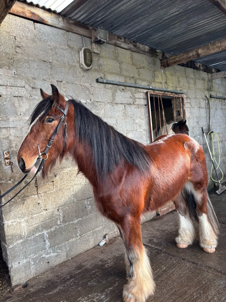 2 heavy Riding cobs - Image 2