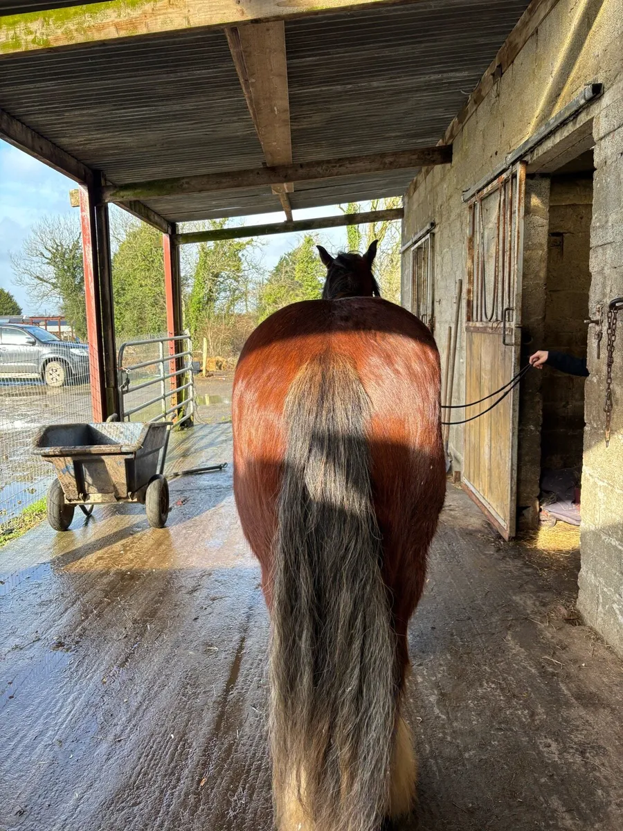 2 heavy Riding cobs - Image 3